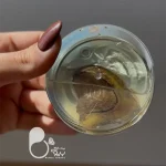پک مروارید عشق 💎فروشگاه زیورآلات بیوتی